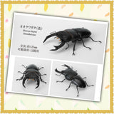 The Great Encyclopedia of Living Things: Stag Beetle (Revised Edition) - Stag Beetle 09 (Brand New)