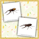 The Great Encyclopedia of Living Things: Astacoides Stag Beetle, Dark...