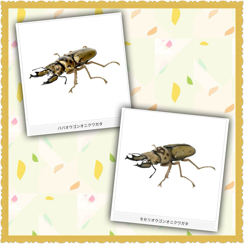 The Great Illustrated Encyclopedia of Living Things: Moseri's Golden Stag Beetle, Baba's Golden Stag Beetle...