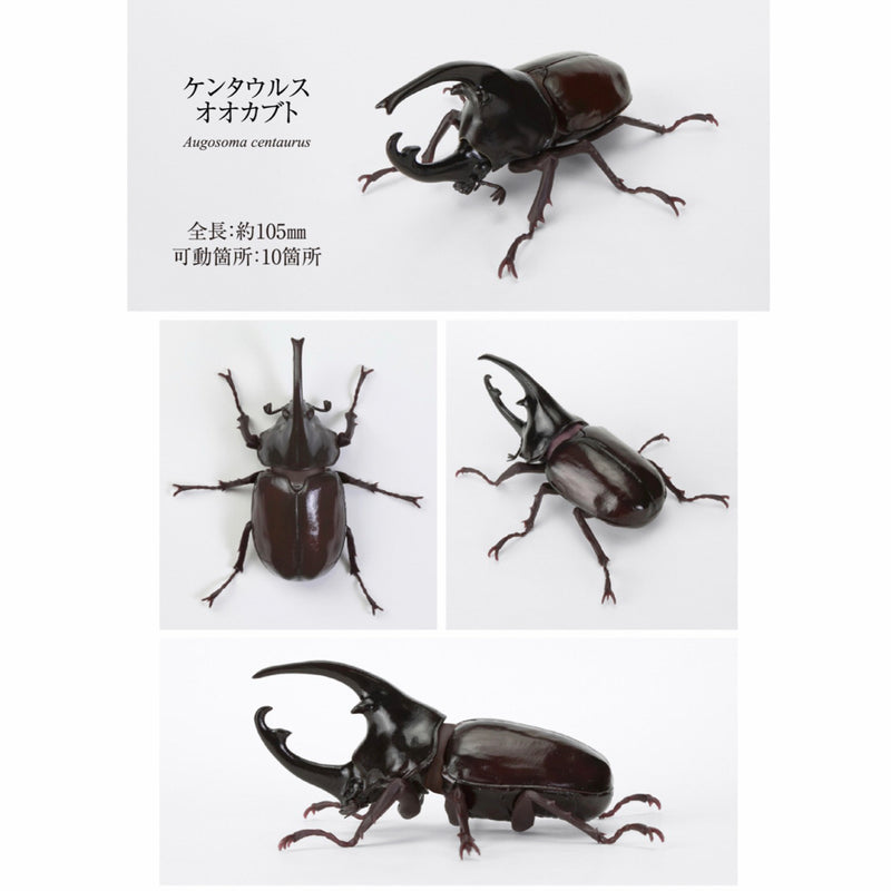 The Great Encyclopedia of Living Things: Beetles 11 - Centaurus Beetle...