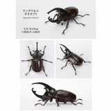 The Great Encyclopedia of Living Things: Beetles 11 - Centaurus Beetle...