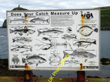 Photo 12x8 Fish catch size information board - Port Erin The board shows t c2016 Model
