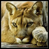 Counted Cross Stitch Kits Needlework Crafts DIY - Head portrait of Lion Model