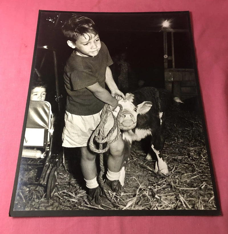Vintage Photo On Board Little Boy Pulling Cow Fair Farm 16x20 Art Model