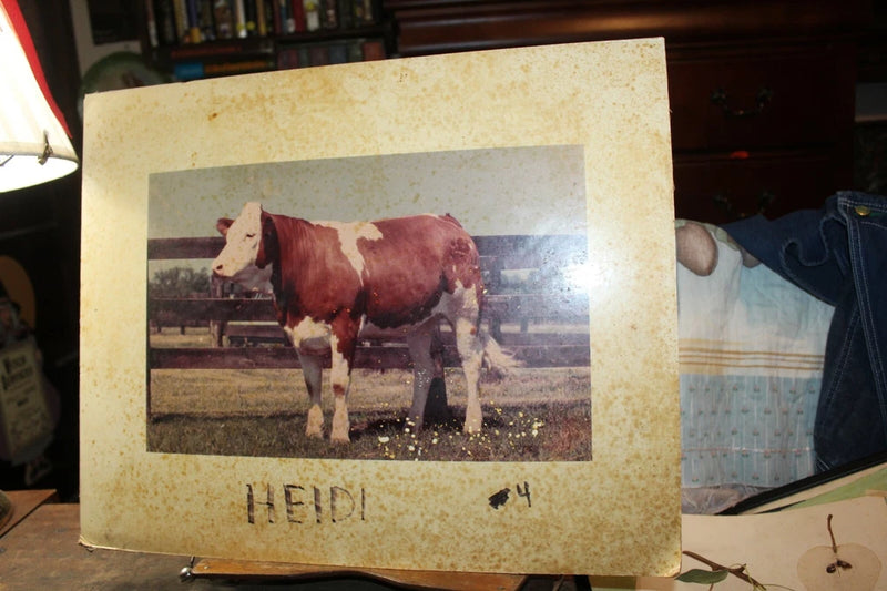 Vintage Foam Board Mounted 16" x 20" Photo Red Hereford Cow "Heidi" Model
