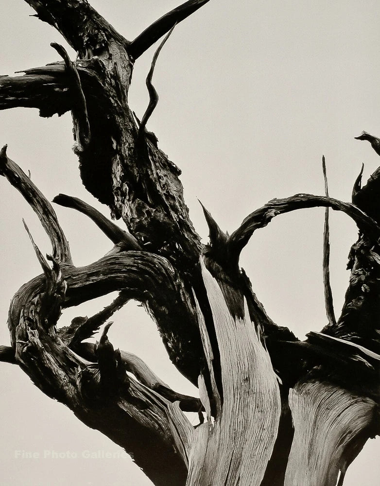 1948/72 ANSEL ADAMS Vintage Dead Tree Branch Wood Detail Duotone Photo Art 11X14 Model