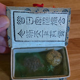 Turtle Collectible Figurine Display Box w/ Chinese Text Label & Paper Intro Model
