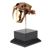 saber-toothed tiger sabretooth Skull Statue Head Model 3D printing Display Model