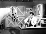 Mr Ed The Talking Horse Chess Board 8x10 Picture Celebrity Print Model