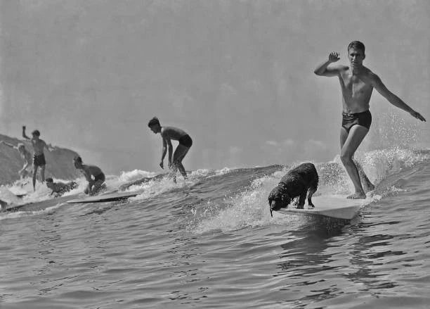 Man surfing with his pet dog on his board in the 1940's Old Photo Model