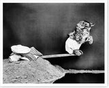 1914 Kitten Cat In Bathing Suit On Diving Board Silver Halide Photo Model