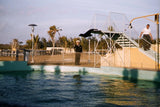 Slide 1950s Red Border Kodachrome Seaworld Seal Jumping Off Diving Board Model