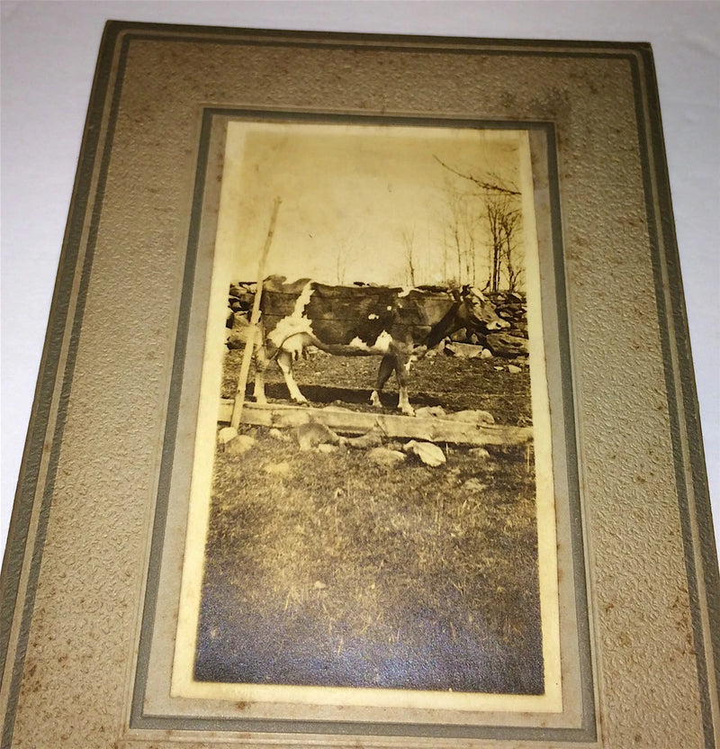 Antique Farm Outdoor Cow, Barb Wire Fence & Rock Wall Cabinet / Photo on Board! Model