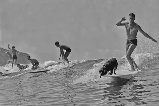 Man surfing with his pet dog on his board in the 1940's 4x6 Photo Model