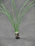 Scale Repro's Plus 7005 1/24,1/25 8 Cylinder Distributor(Green Wire) Model