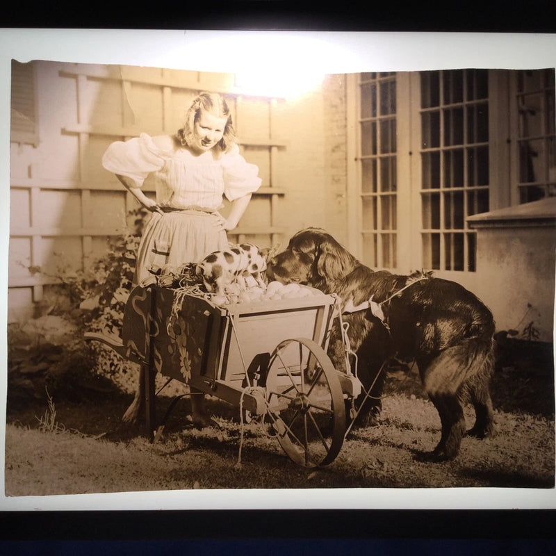 Antique Photo on Board  Girl and  Dog and Pig And  Eggs In Wheelbarrow Model