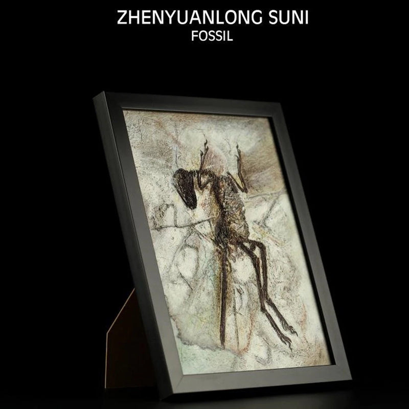 Vitae zhenyuanlong suni Fossil Dinosaur Statue Photo Frame Model Display Model
