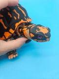3D Printed Articulated Box Turtle Figurine | Realistic Reptile 5 inch Model