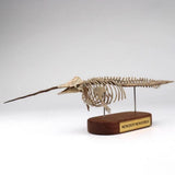 Monodon monoceros Narwhal Skeleton Statue Animal Model 3D Printed Display Model