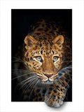 DIY Bead Embroidery Kit Curiosity Wild Cat Panthera Craft Art Unique Gift Model