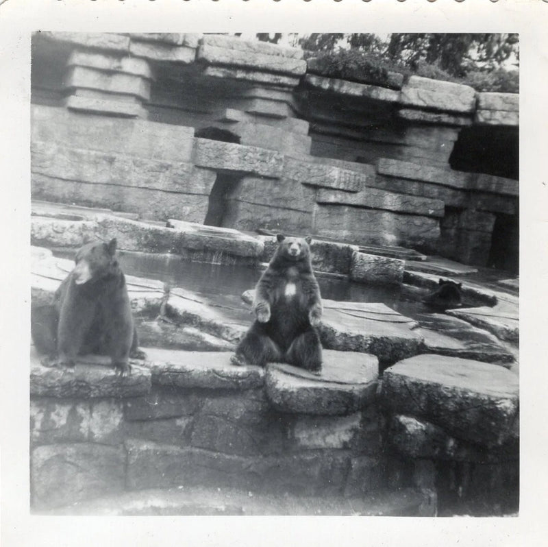 Board Chunky Big Funny Black Bear At Local Zoo MCM Photo Snapshot Vtg Animal 50s Model