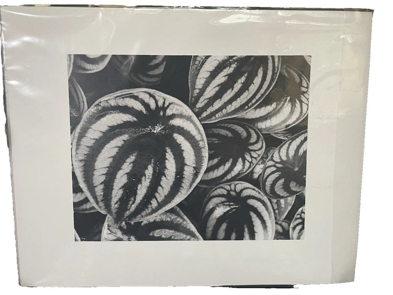 Watermelon Peperomia Plant Photo on Board Black White Close Up 14x11 Model