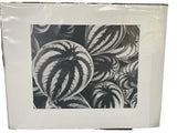 Watermelon Peperomia Plant Photo on Board Black White Close Up 14x11 Model