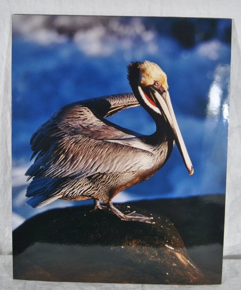 Original Colored Glossy Photograph of a Pelican 16 x 20 on Black Board Signed Model