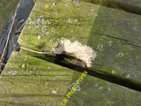 Photo 6x4 Gnawed board, footbridge near Pump Hill Bay View Something had  c2016 Model