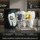 BARWEER LED Mechanical Tooth Model Building Blocks Dental Anatomy STEM Kit 14+ Model