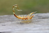 Bronze Scorpion Glass Miniature, Animals Glass, Art Glass, Blown Glass, Sculptur Model