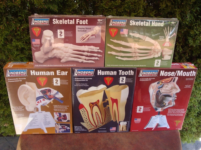 (5) Anatomically Correct Model Kits by Lindberg (2007) NIB $131.95 retail Model