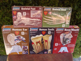 (5) Anatomically Correct Model Kits by Lindberg (2007) NIB $131.95 retail Model