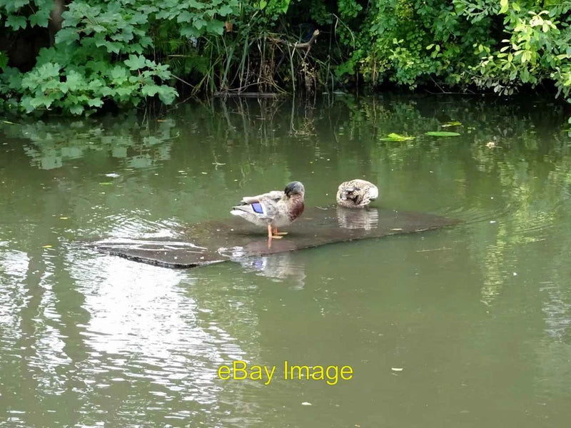 Photo 6x4 Duck board? Two ducks hitching a ride on floating debris on the c2017 Model