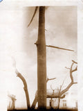 A board driven through the trunk of a palm tree by hurricane (1930s) Photo 1399K Model